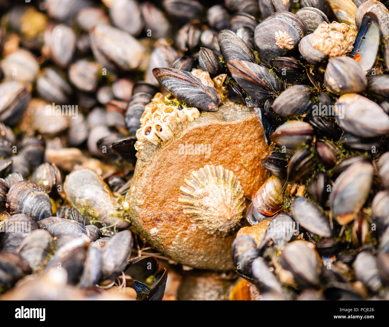 Close up of shells, including mussels, on a rock by the seaside in Bude, Cornwall Stock Photo