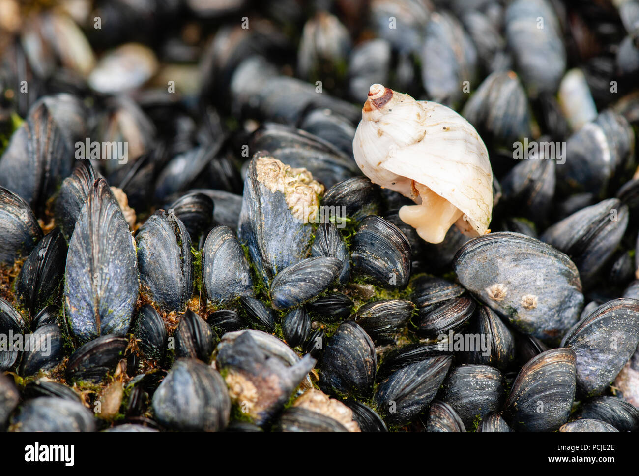 Close up of snail on a bed of mussels on a rock at the seaside in Bude, Cornwall Stock Photo