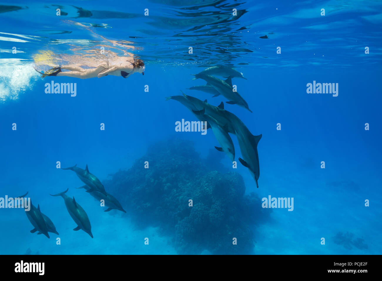A woman in a mask and fins swim and look at a pod of Spinner Dolphins (Stenella longirostris) Stock Photo