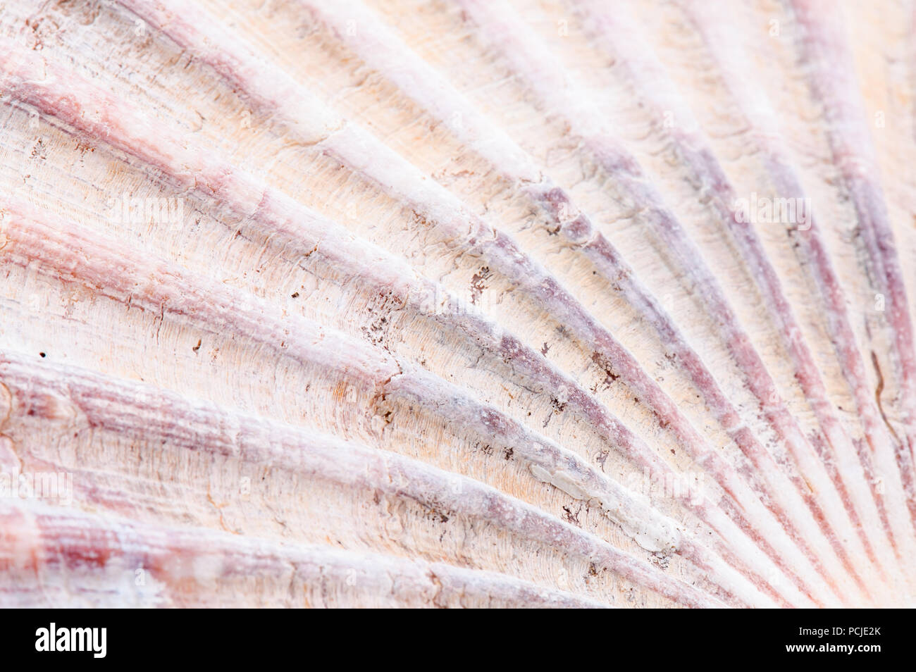 Close up of great scallop shell showing straight lines emanating from the bottom right of the frame Stock Photo