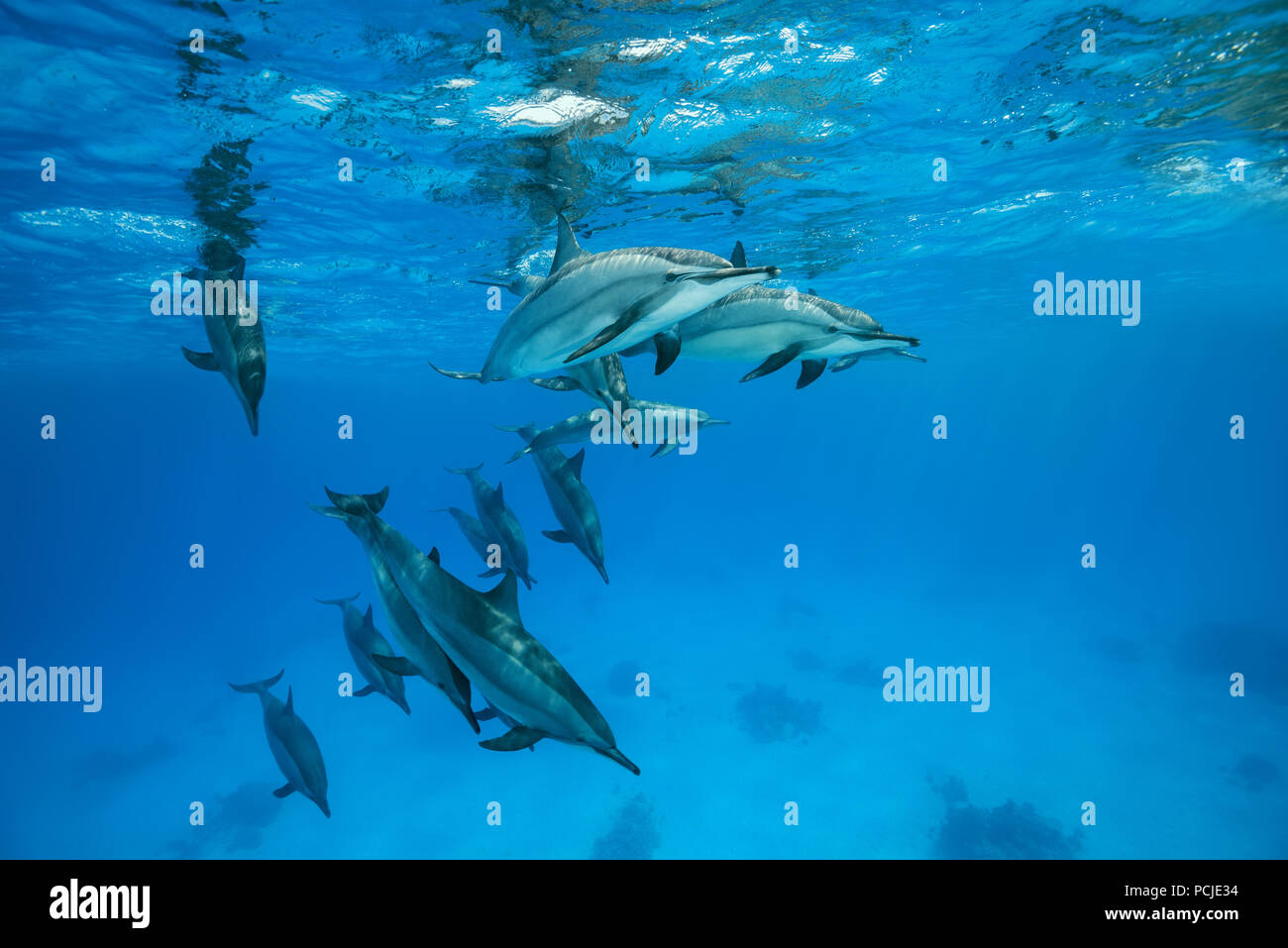 A pod of dolphins swim under surface of the blue water. Spinner Dolphins (Stenella longirostris) Stock Photo