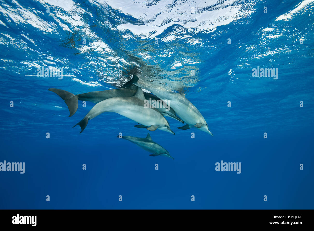 Family of Spinner Dolphins (Stenella longirostris) swim under surface of water Stock Photo