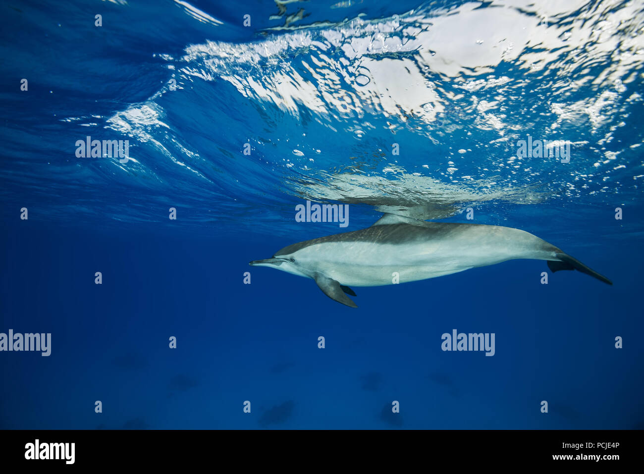 Spinner Dolphin (Stenella longirostris) swim in the blue water reflecting off the surface Stock Photo