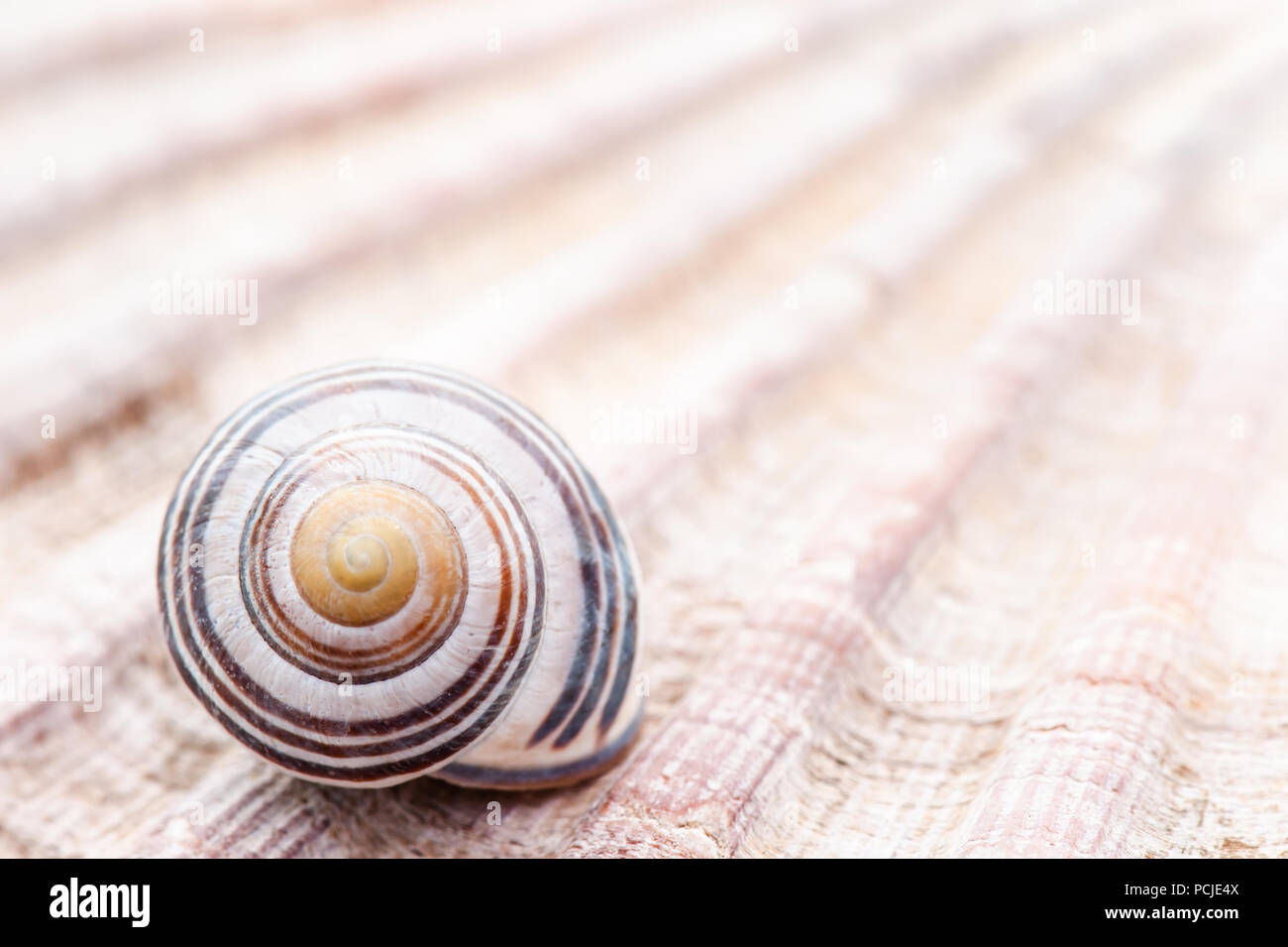 Contrast between the spiralling pattern of a snail shell and the converging straight lines of a great scallop shell vanishing towards the top right Stock Photo