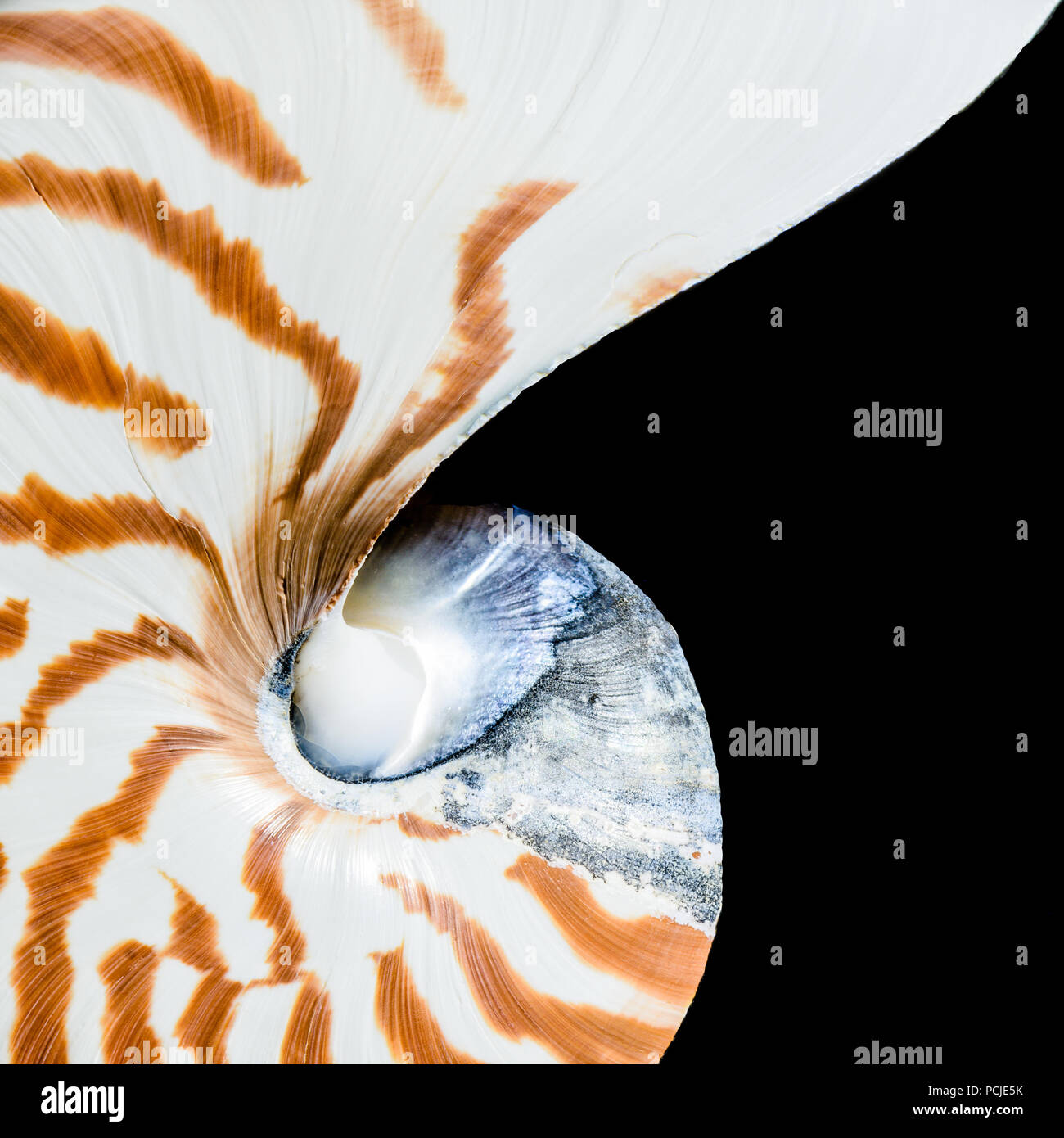 Close up of a patterned and textured nautilus shell showing strong curves spiralling into the centre of the image against a black background Stock Photo