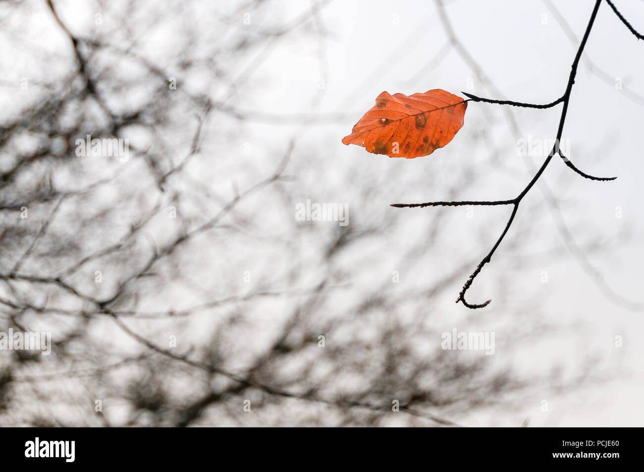 Close up of a resilient orange leaf clinging onto life on a tree during autumn Stock Photo