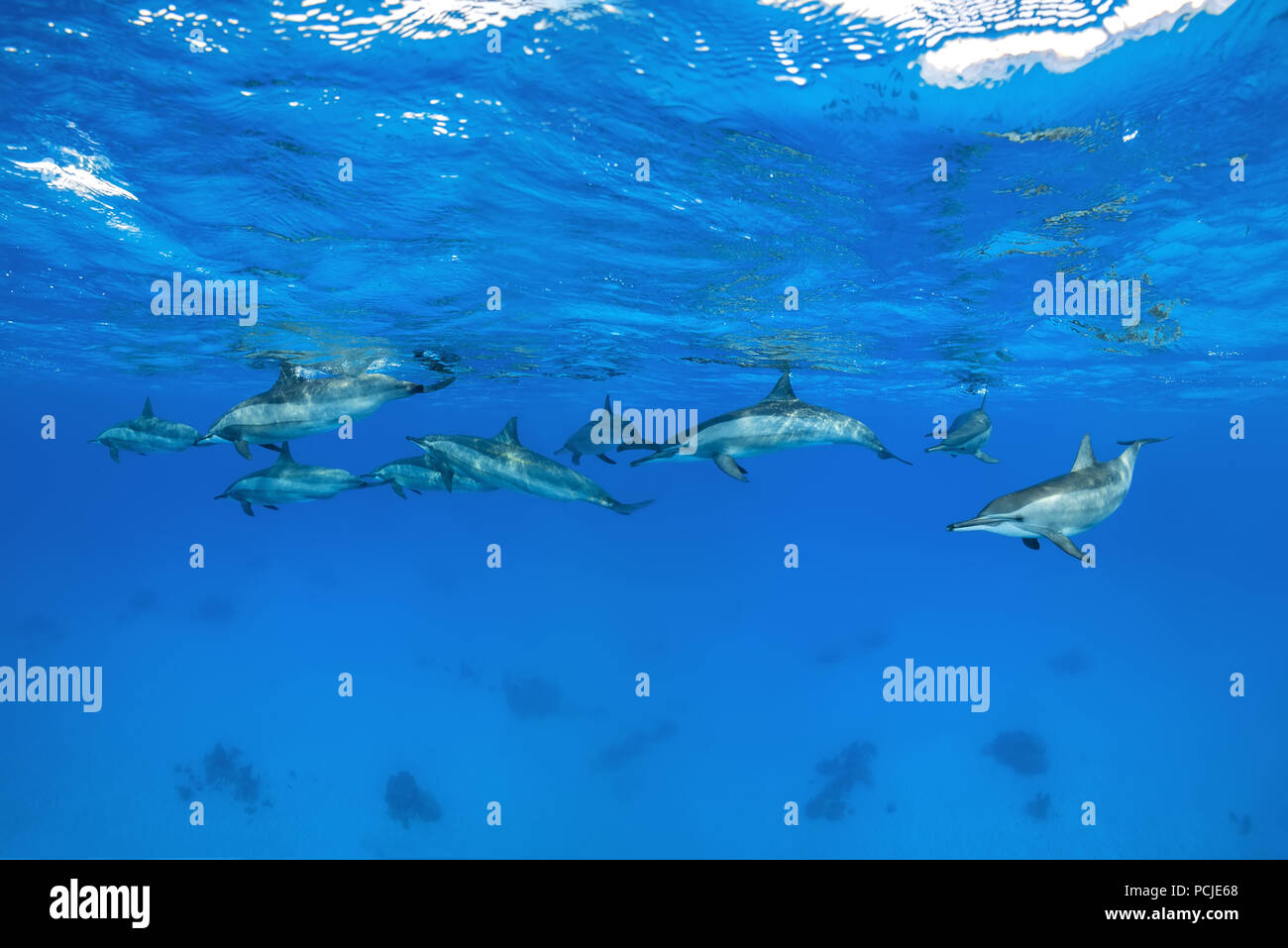 A pod of Spinner Dolphins (Stenella longirostris) swim under surface of the blue water Stock Photo