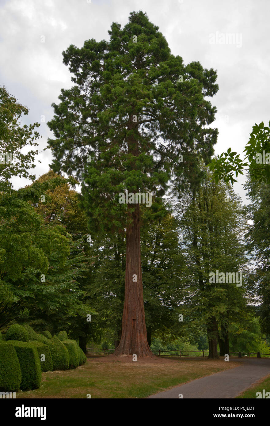 Sequoiadendron giganteum tree also know as the Giant Redwood Stock Photo