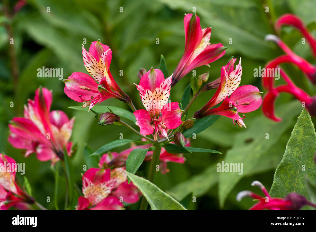 Red Alstroemeria Flowers Summer Garden Perennial Plant Alstroemerias. Also know as Peruvian lily or lily of the Incas Stock Photo