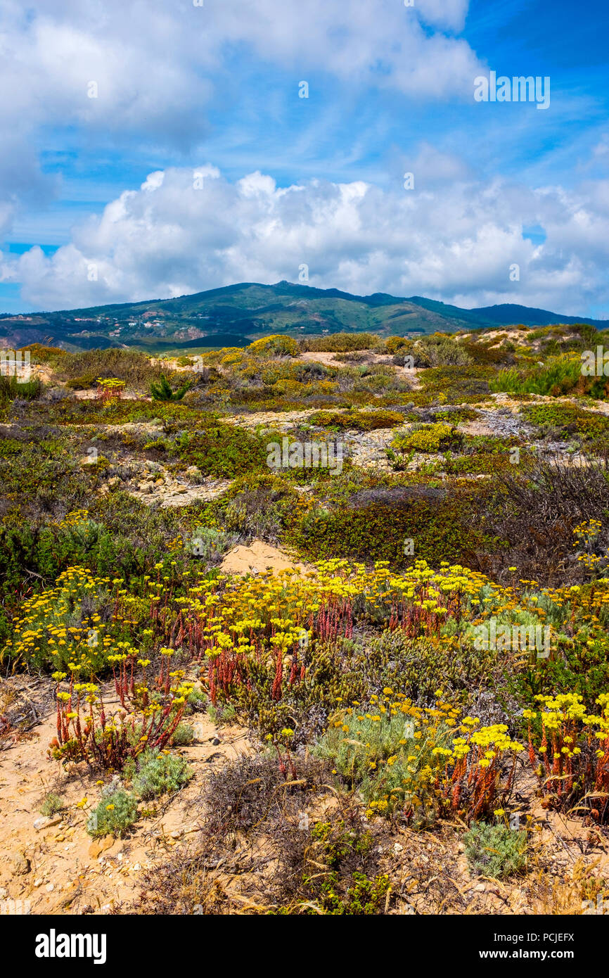 Duna Da Cresmina,  sand dunes, Cascais, Lisbon, Portugal, part of the  Guincho-Cresmina dune system. Stock Photo