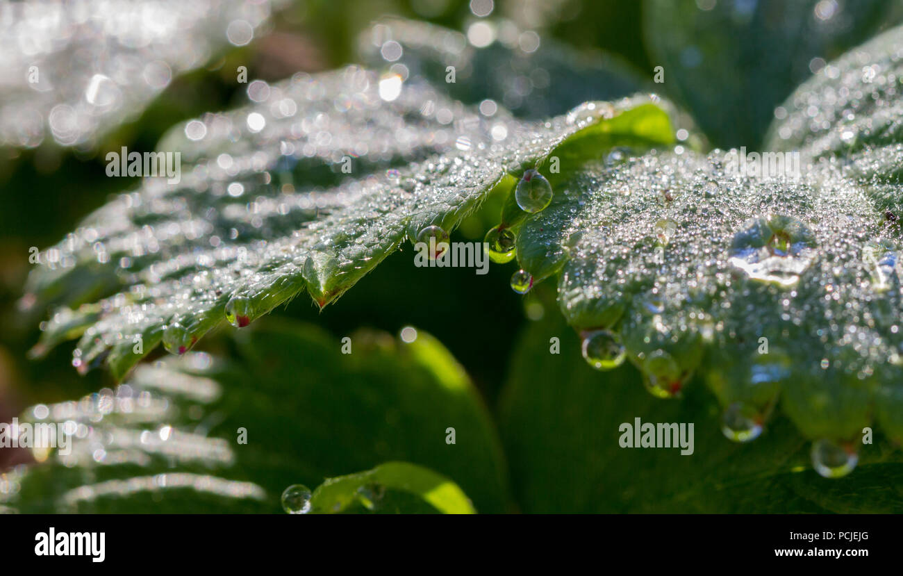 Drops on leaf of strawberry in morning. Stock Photo
