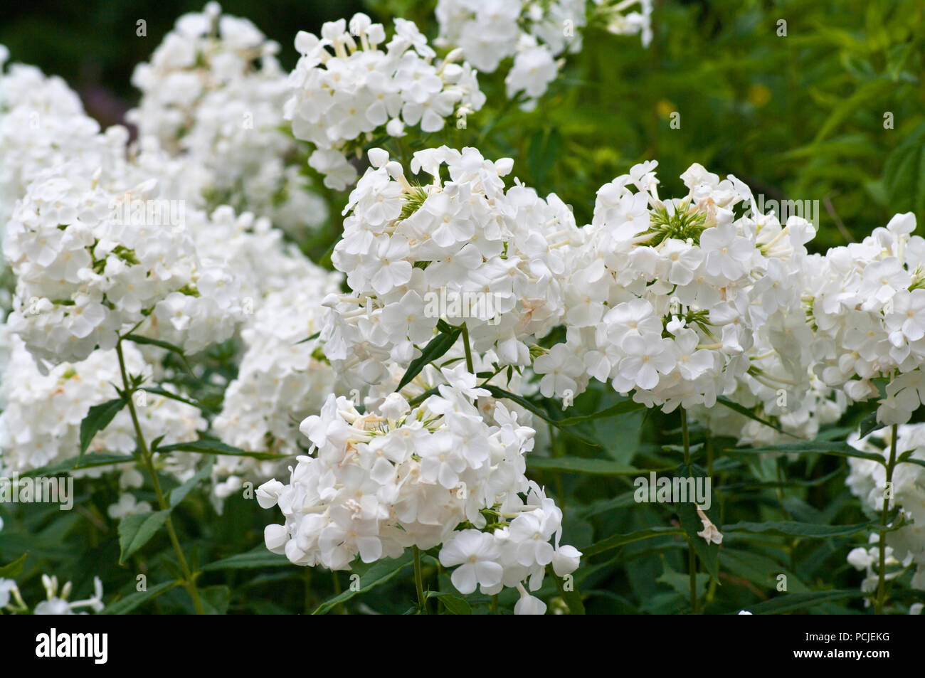 White Perennial  Phlox Flower Heads Flowers Stock Photo