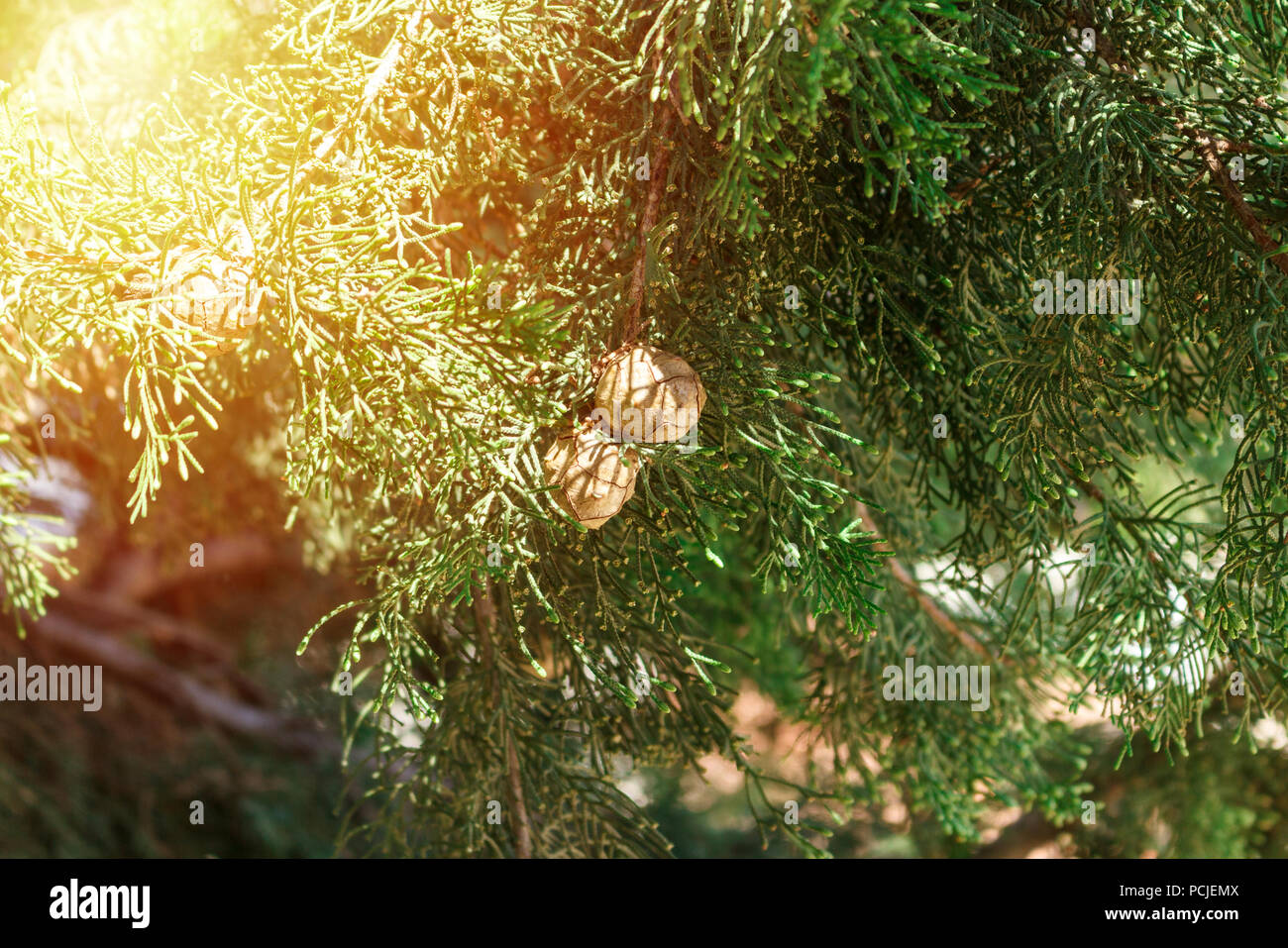 Dry cones of Mediterranean cypress in sunny light. Stock Photo