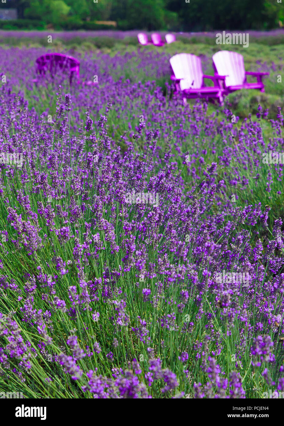 Beautiful lavender field with adirondack chairs, Long Island New York Stock Photo