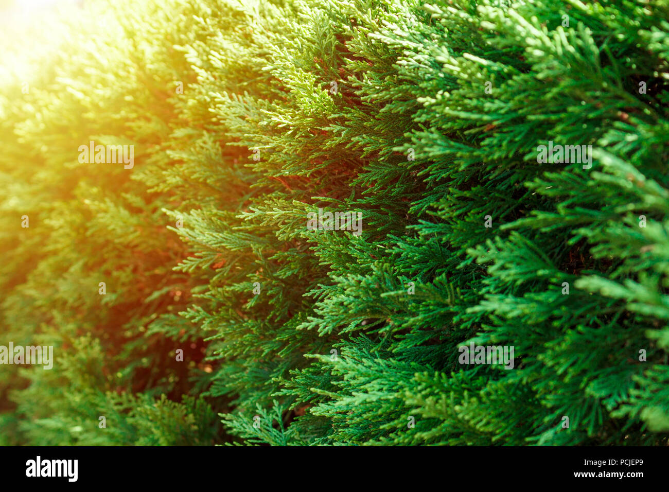Beautiful green leaves of Thuja trees in sunny light. Stock Photo