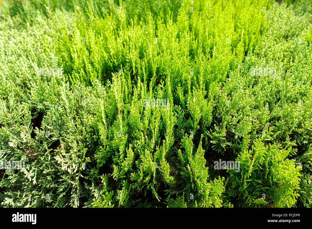 Green Thuja Branch top view background texture. Stock Photo