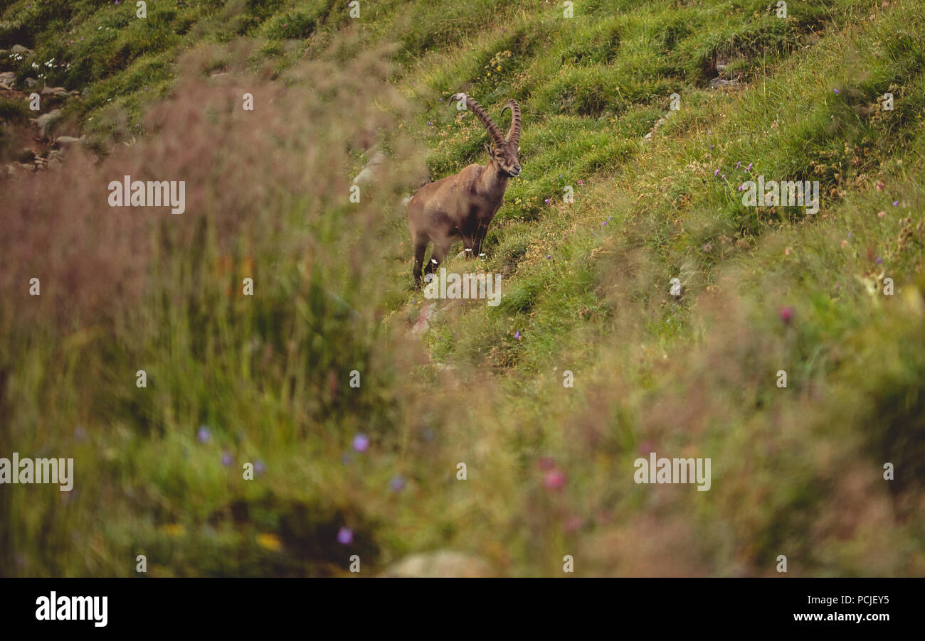 alpine capricorn Steinbock Capra ibex with grass infront sunny Stock Photo