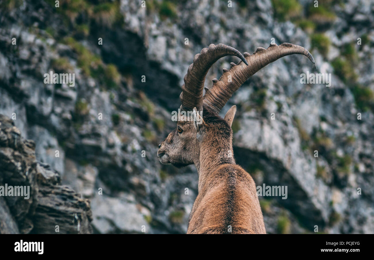 alpine capricorn Steinbock Capra ibex standing on a rock looking away close up of face and horns , brienzer rothorn switzerland alps Stock Photo