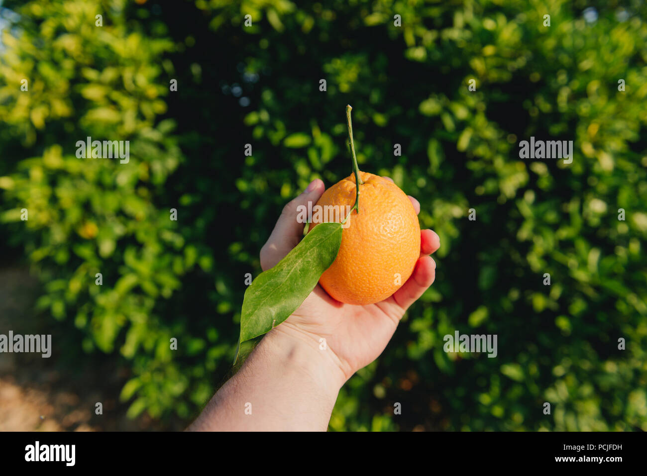 Holding an orange in her hand hi-res stock photography and images - Alamy
