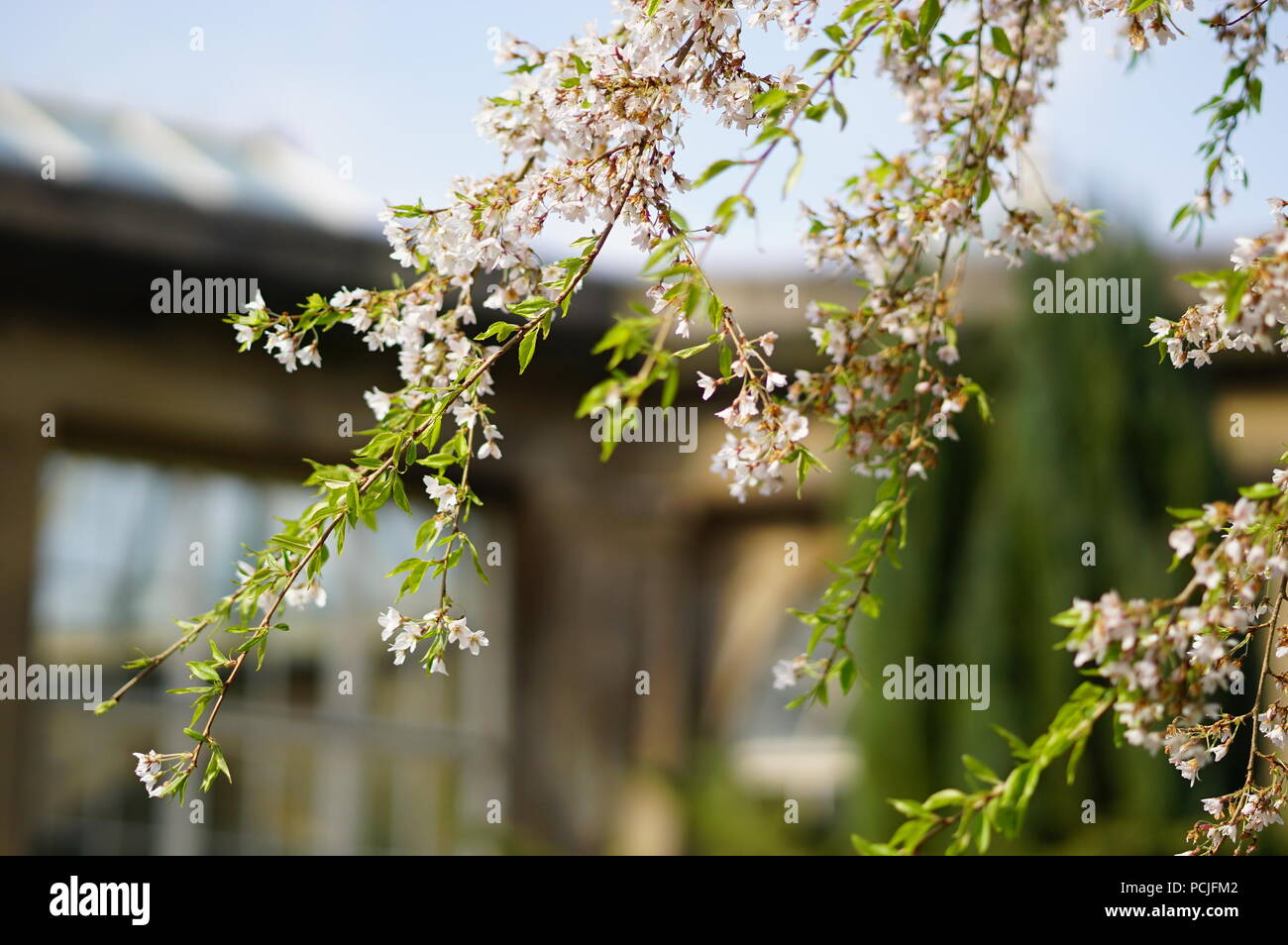 Pink blossoms in a garden, photo taken in Yorkshire Sculpture Park, Wakefield, West Yorkshire, England, United Kingdom Stock Photo