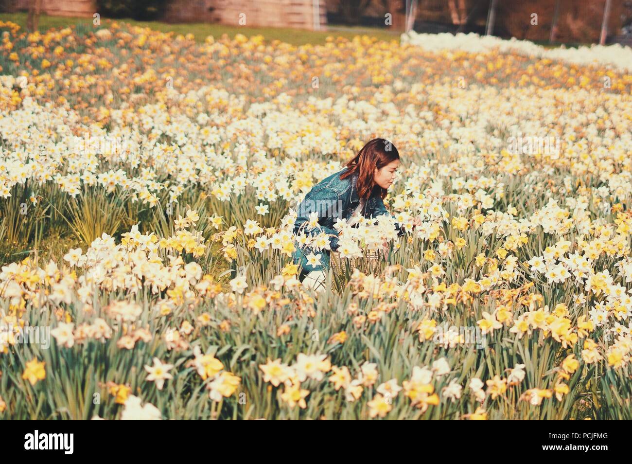 A Chinese or Asian girl / woman / lady smelling and enjoying the beautiful daffodils flowers in a sea of daffodils flowers, photo taken in England, UK Stock Photo