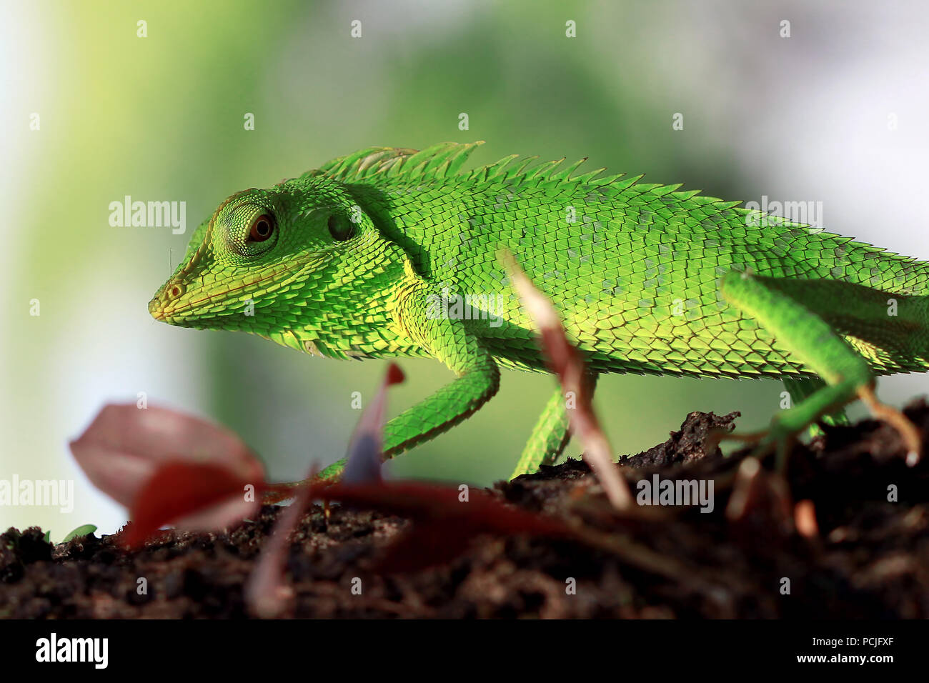 Lizard on a tree hi-res stock photography and images - Alamy