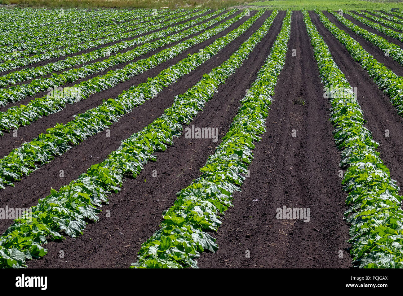 Plants growing on a farm, Canada Stock Photo Alamy
