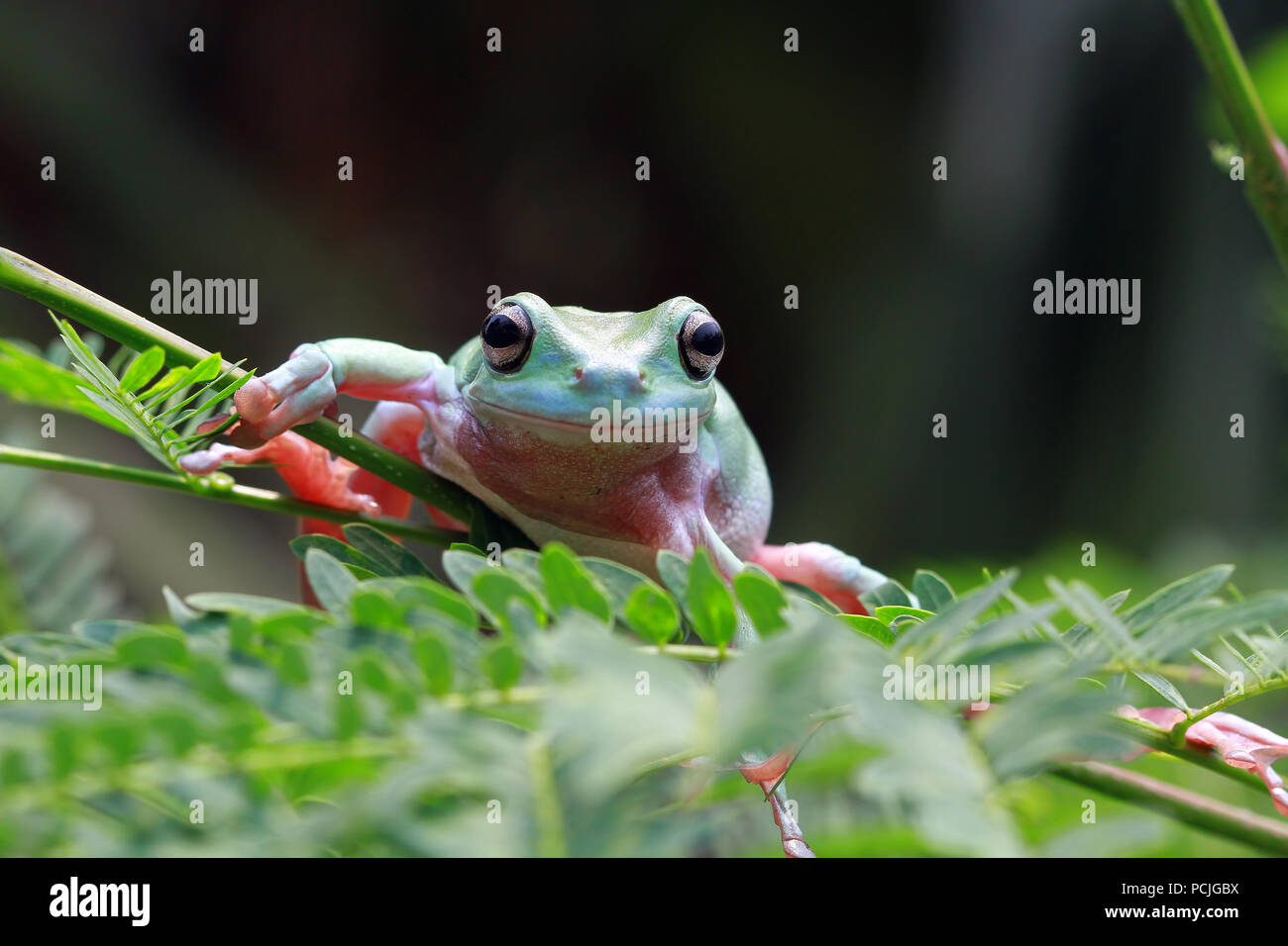Dumpy tree frog sitting on a plant, Indonesia Stock Photo - Alamy