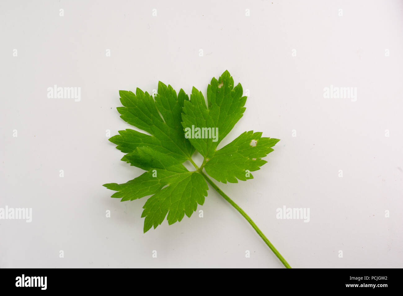 Bright green leaf. Stock Photo