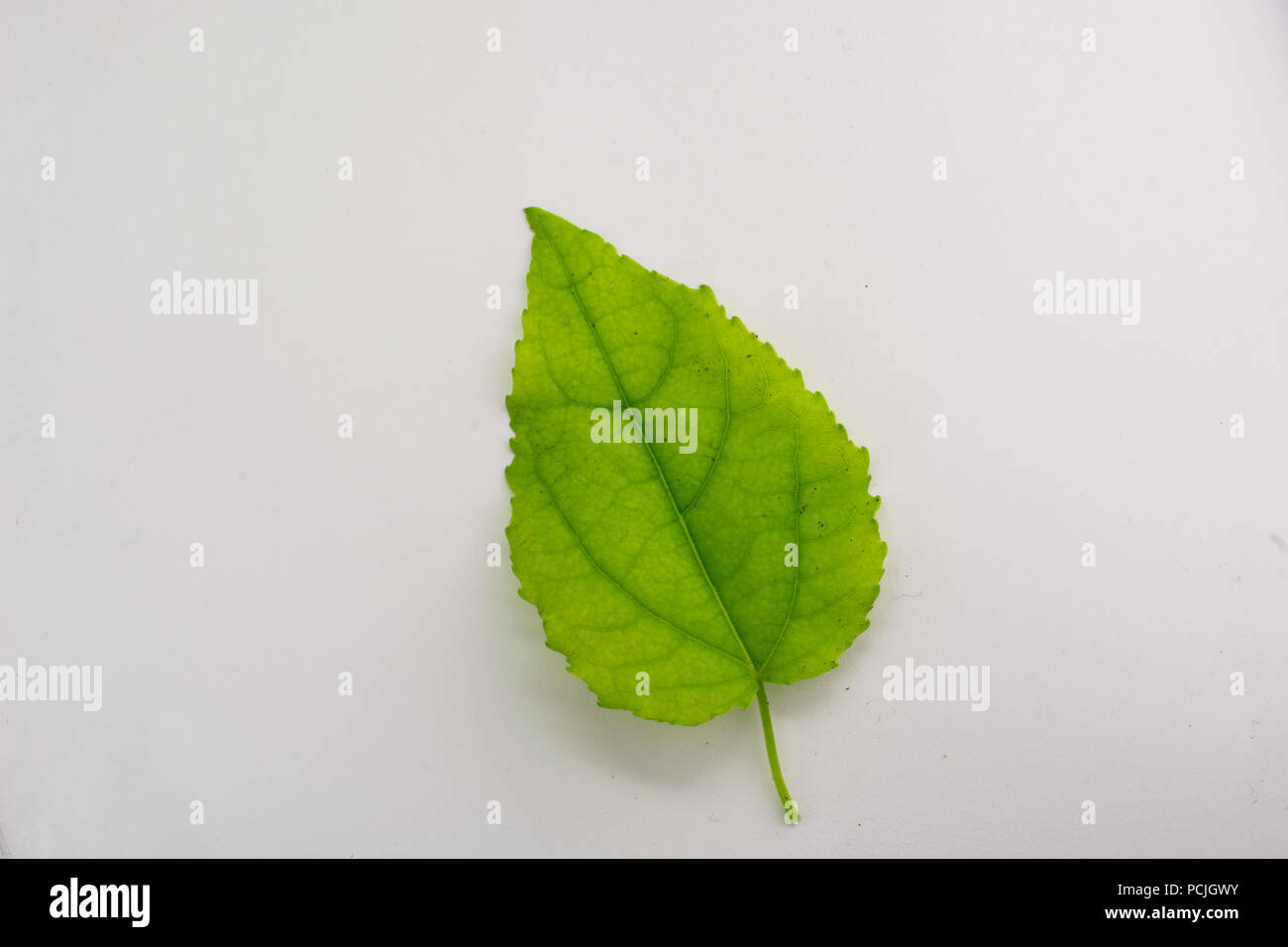 Bright green leaf. Stock Photo