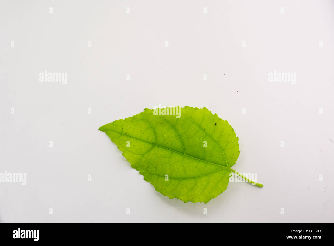 Bright green leaf. Stock Photo