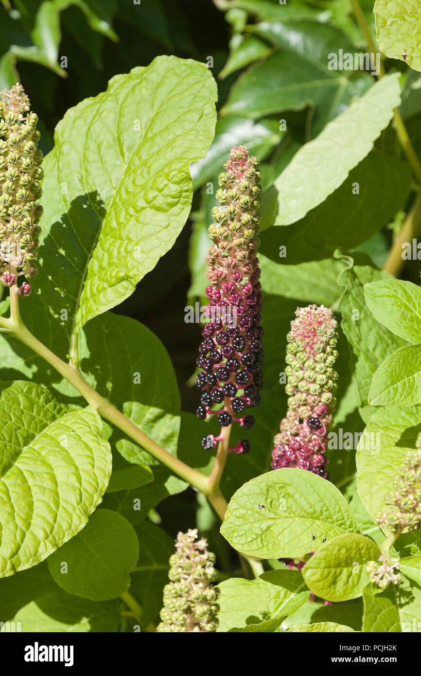 Phytolacca americana, the American pokeweed showing poisonous purple-red ripe fruit Stock Photo
