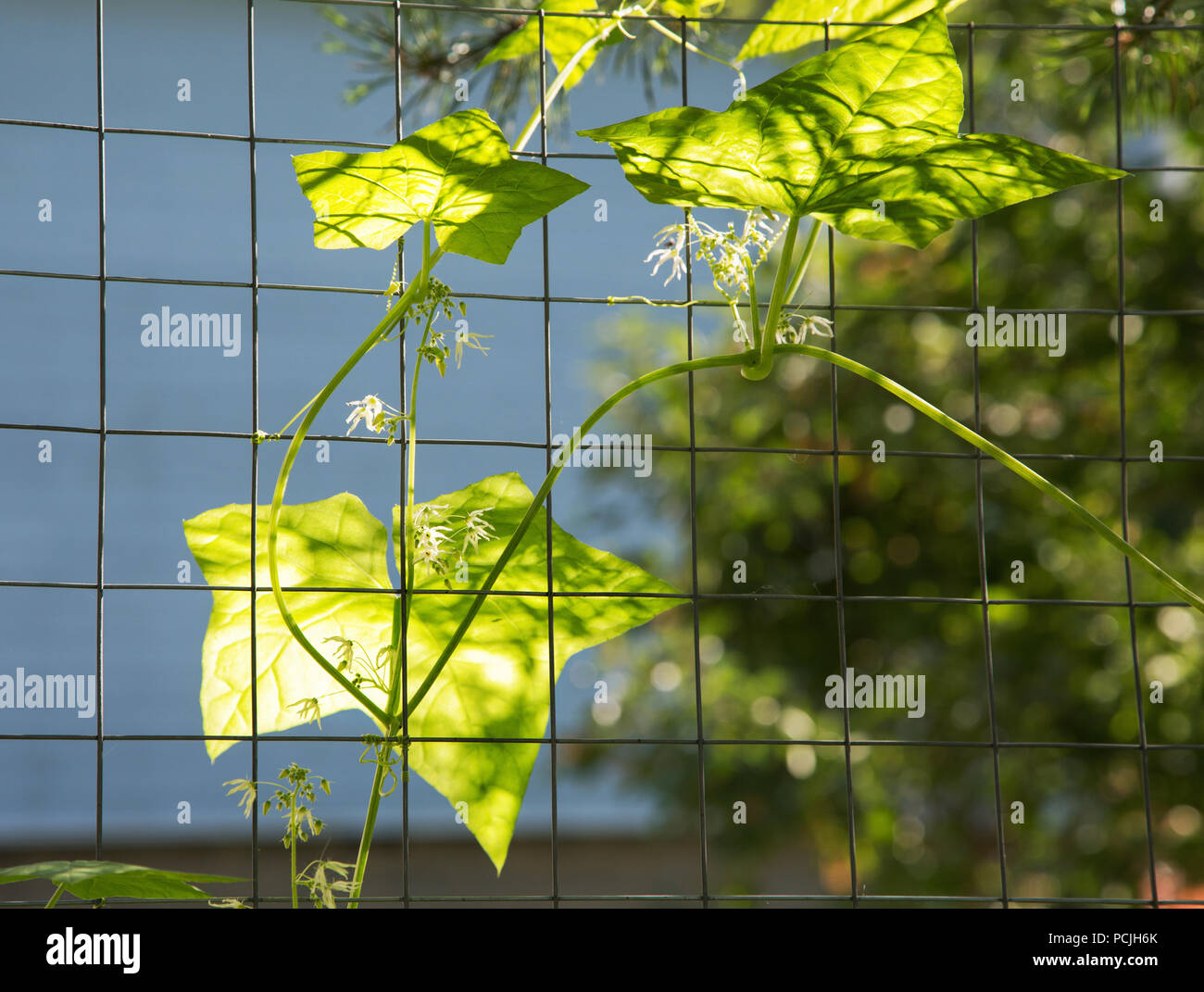 climbing plant with flowers on a wire mesh Stock Photo