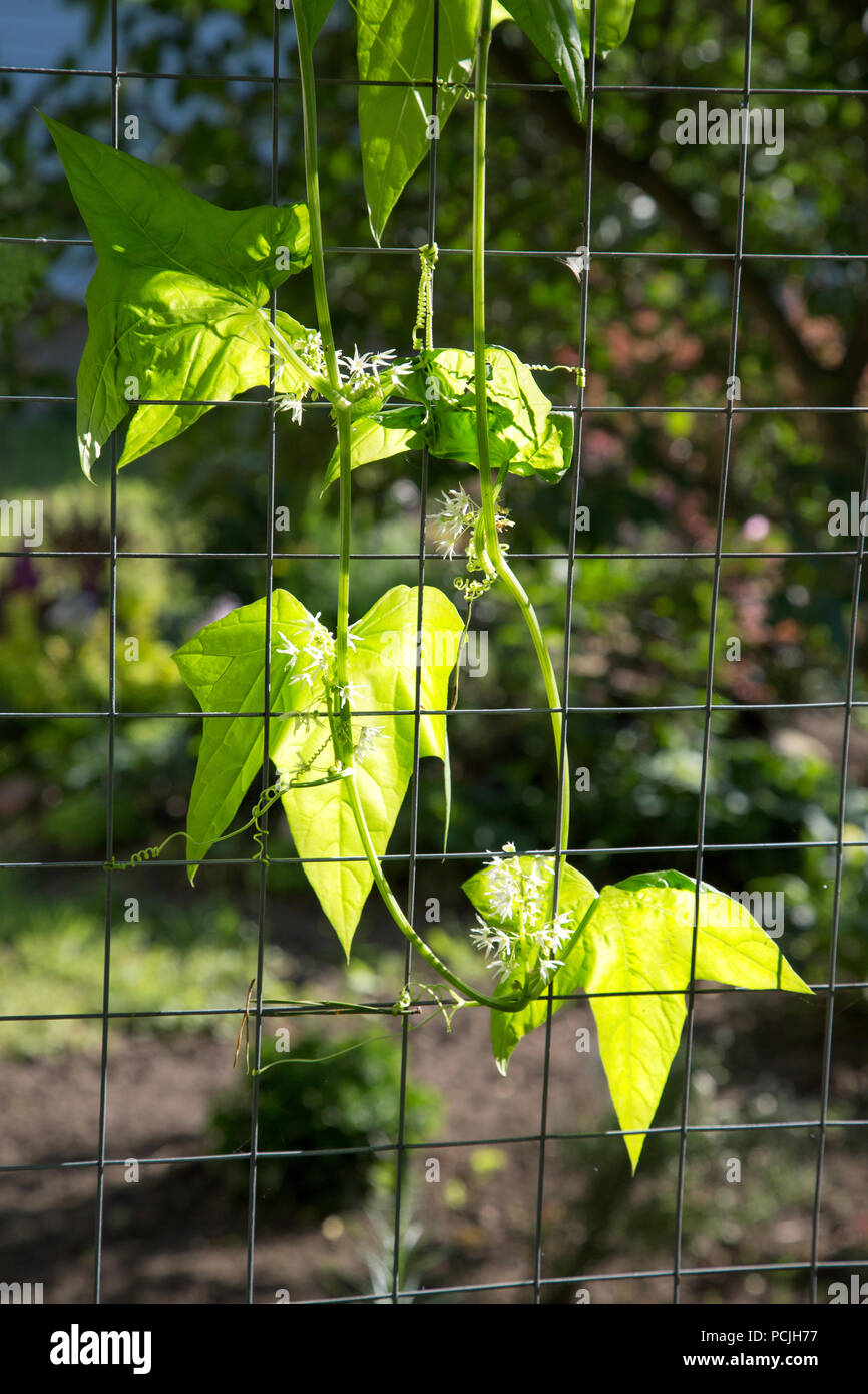 climbing plant with flowers on a wire mesh Stock Photo