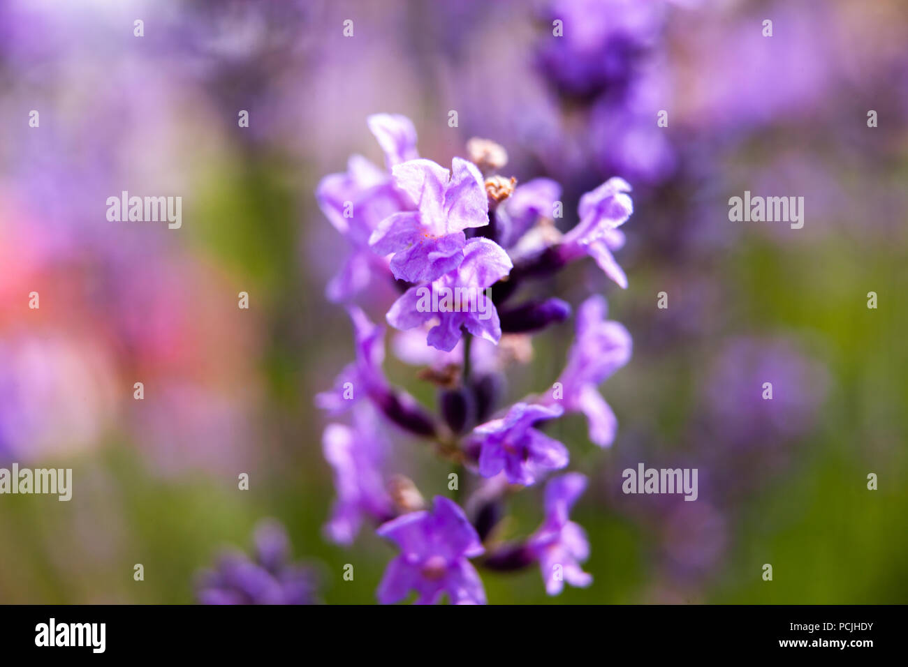 Soft focus flowers hi-res stock photography and images - Alamy