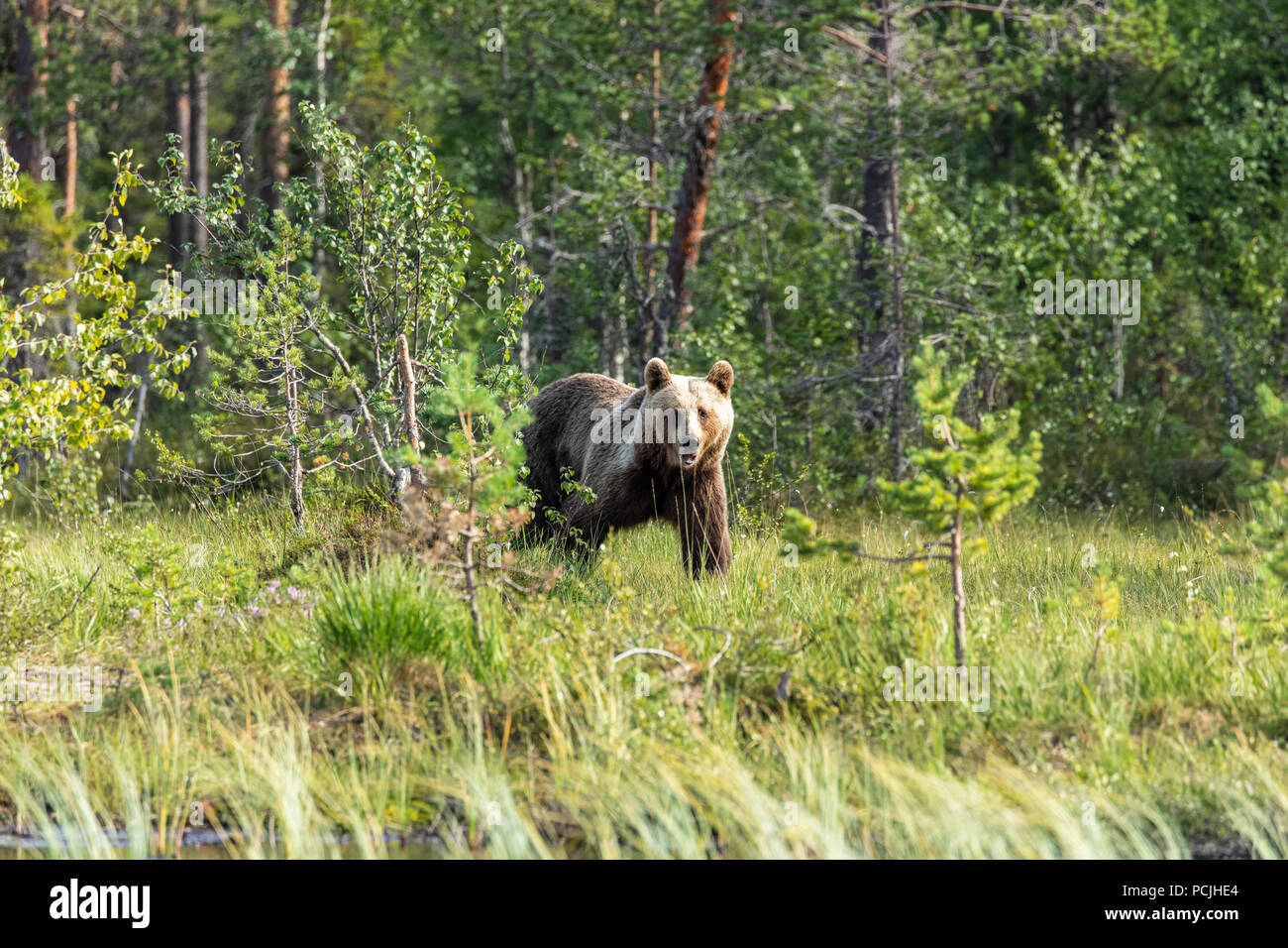 Brown Bear in the Forest Stock Photo - Alamy