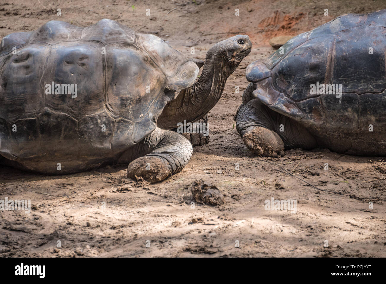 Tortoises at St. Augustine Alligator Farm Zoological Park in St. Augustine, Florida. (USA) Stock Photo
