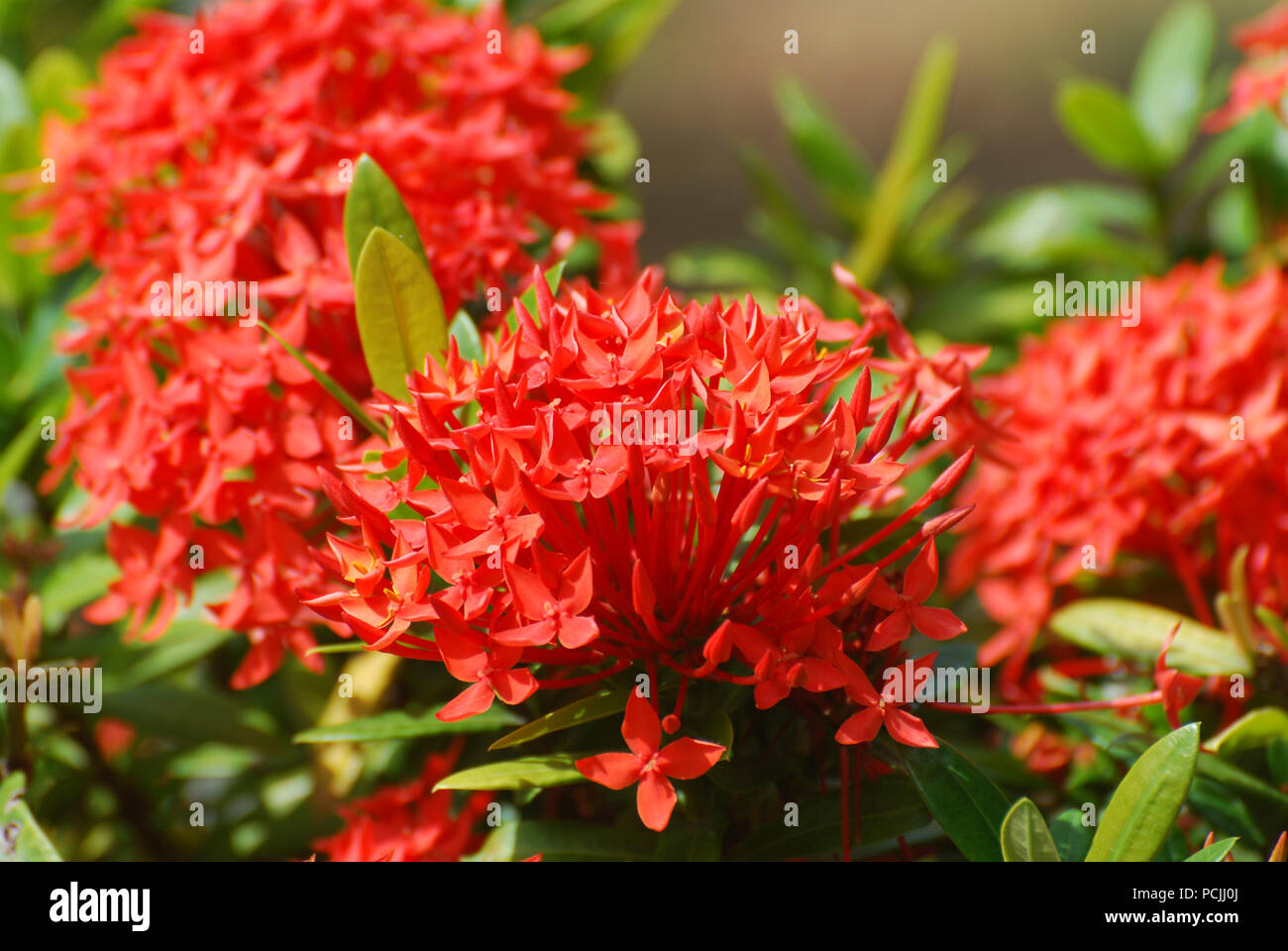 Blooming Red Cleome Flower Blossom In A Garden Stock Photo Alamy