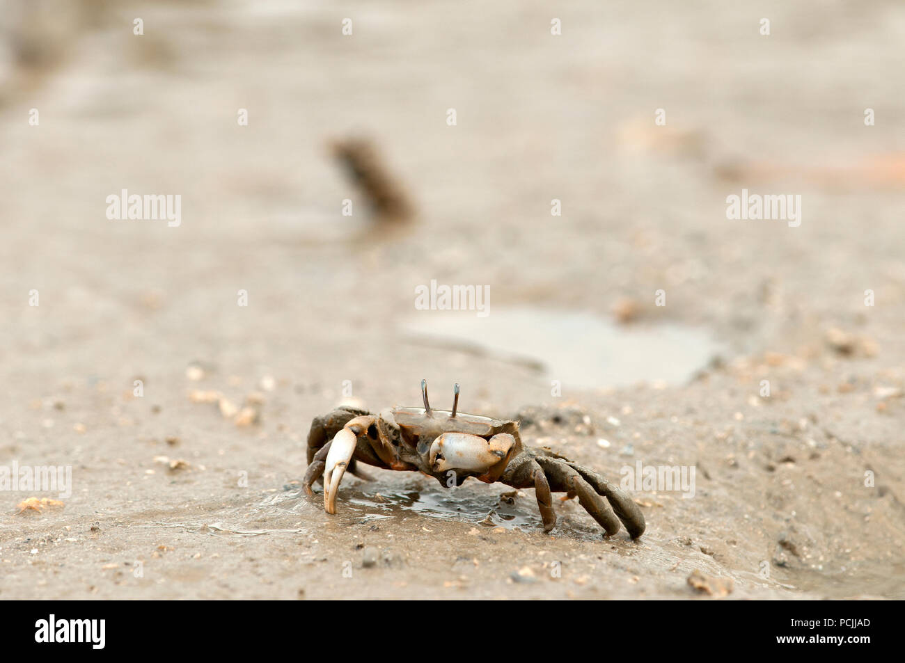 Crabe High Resolution Stock Photography And Images Alamy