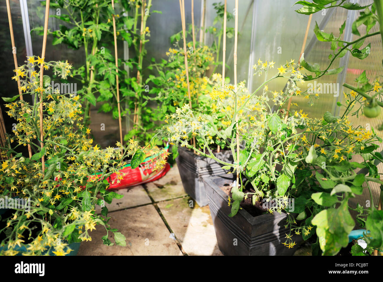 Tomato plants, growing tomatoes, greenhouse tomatoes, green tomatoes, growbags, tomatoes in greenhouse, tomatoes in grow bags, grow bag, grow bags, Stock Photo