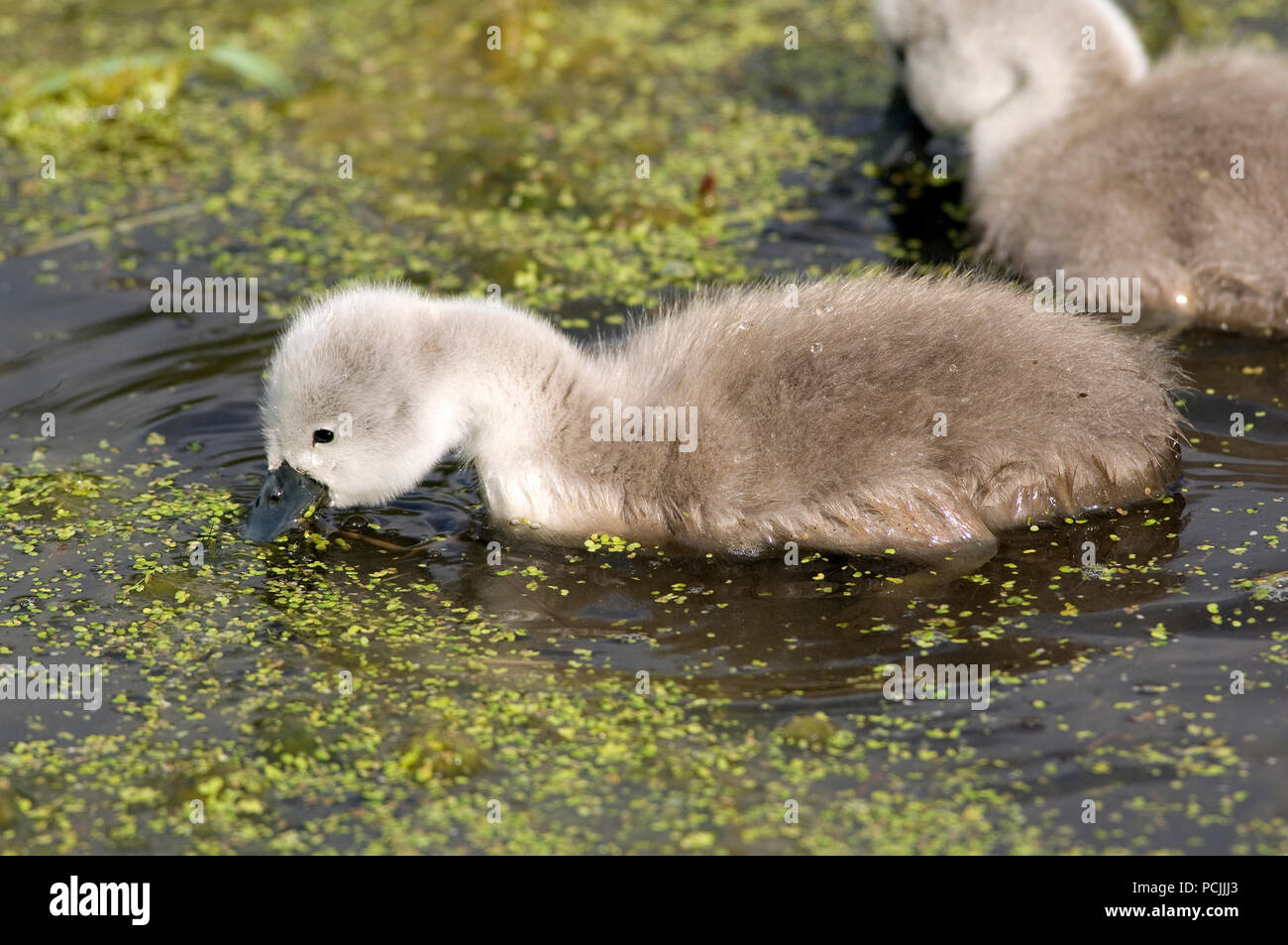 Mute Swan Cygnet Cygnus Olor Cygne Muet Ou Tubercule Cygneau Stock Photo Alamy