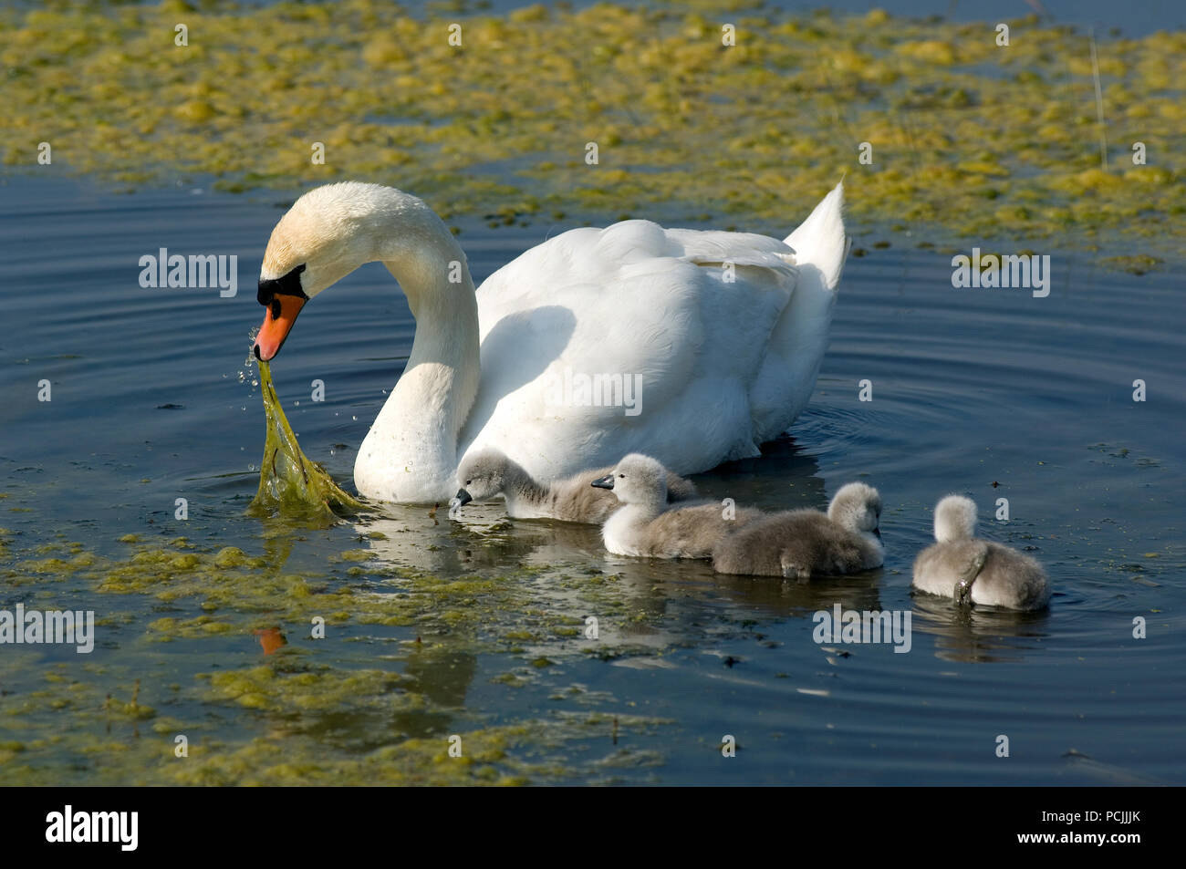 Oiseau adulte hi-res stock photography and images - Alamy