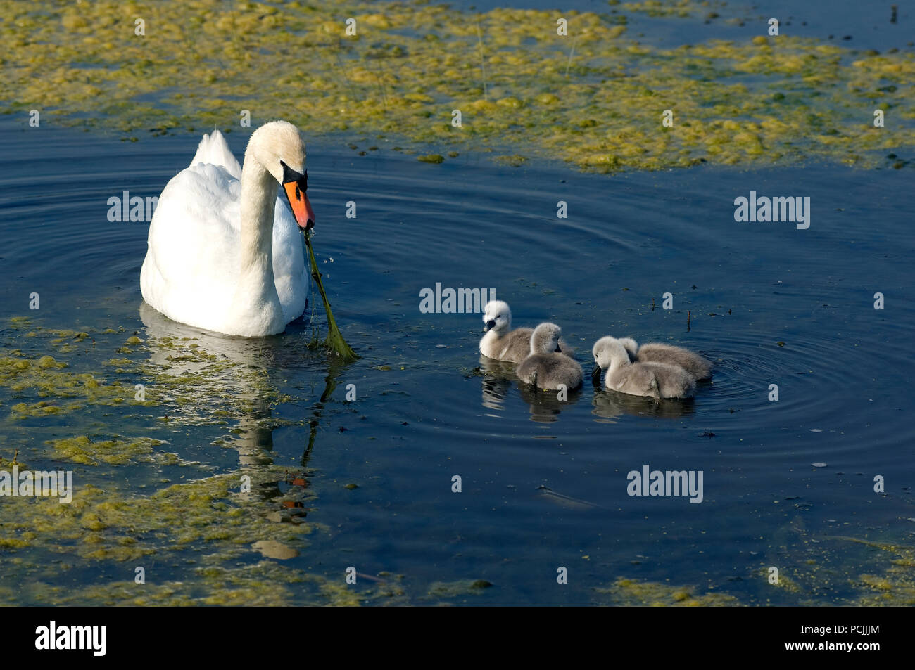 Oiseau adulte hi-res stock photography and images - Alamy