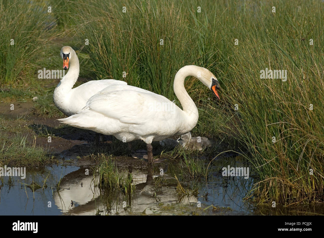 Oiseau adulte hi-res stock photography and images - Alamy