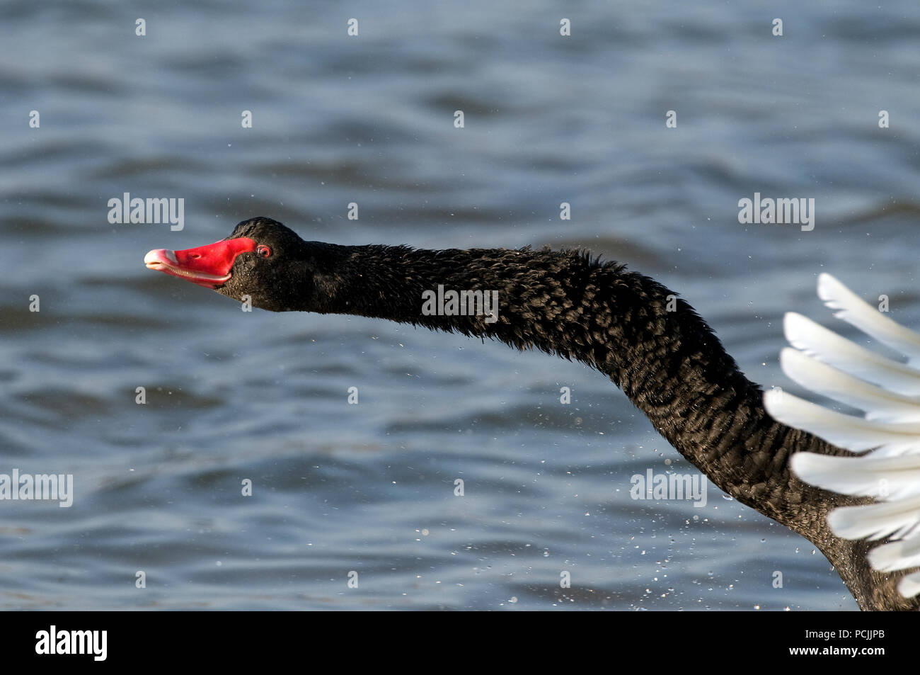Cygne Noir High Resolution Stock Photography And Images Alamy Cygne Noir High Resolution Stock Photography And Images Alamy