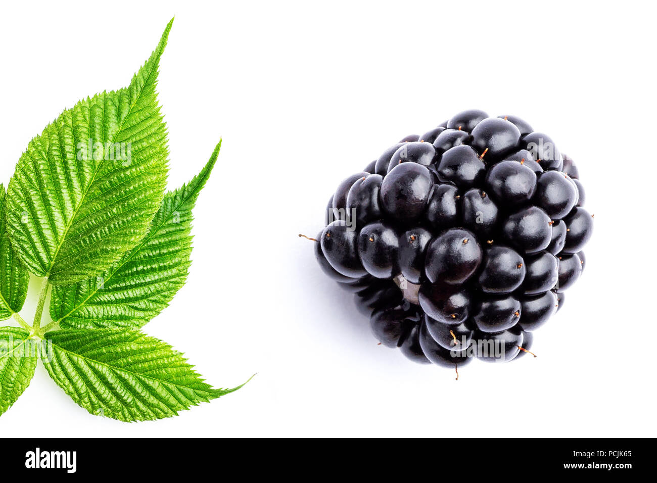 One blackberry and leaves Stock Photo Alamy