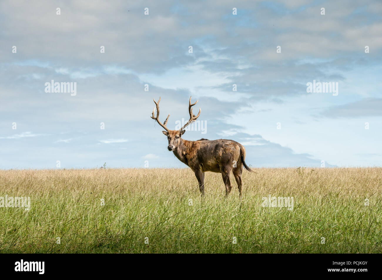 Pere David's stag deer in open grassland Stock Photo