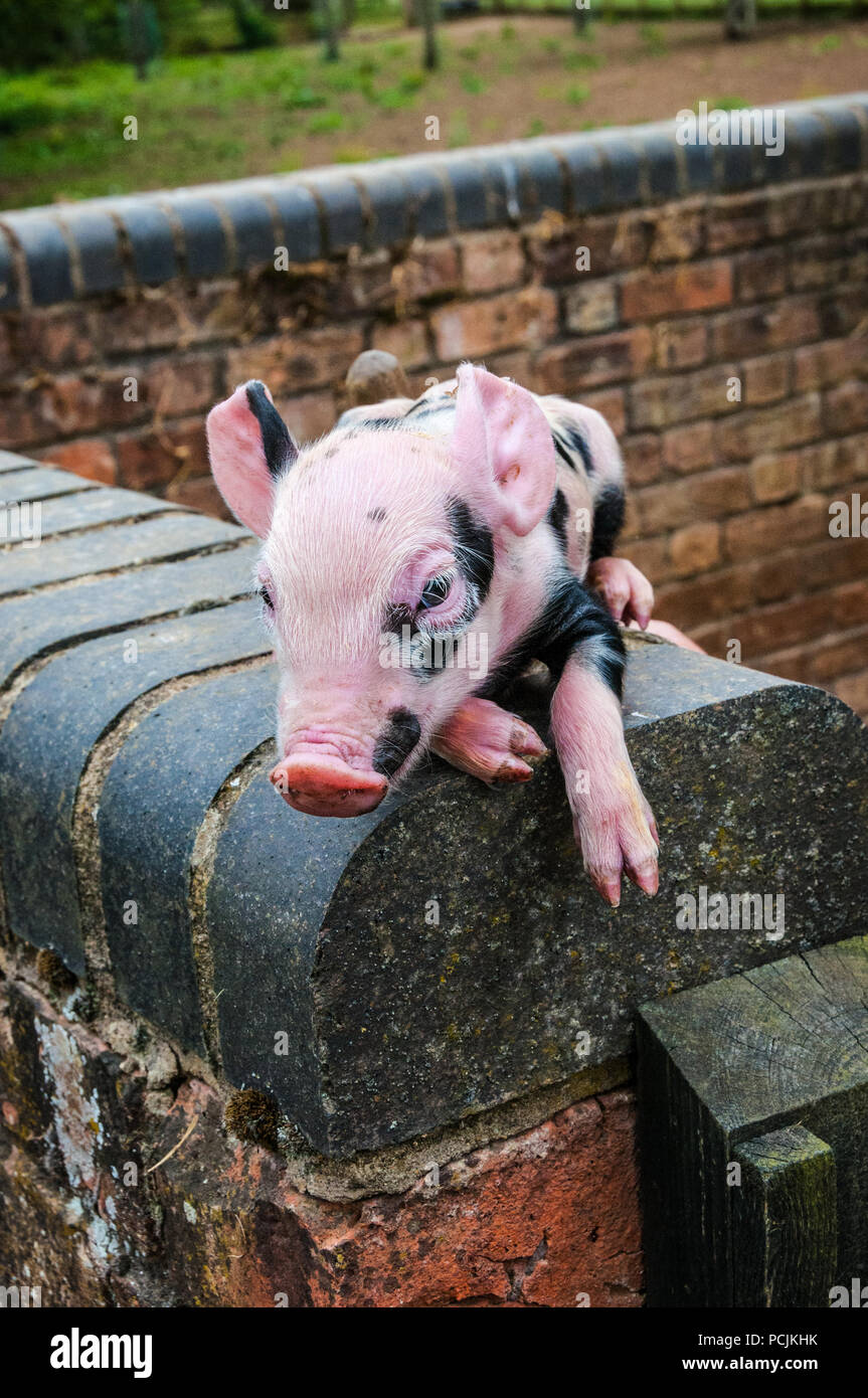 Black and white piglet sitting on wall Stock Photo