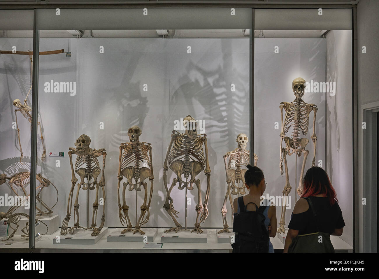 evolution  great apes  darwinism Stock Photo