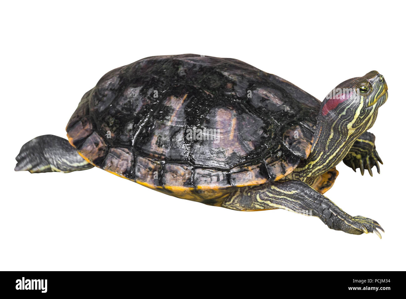 Red eared slider turtle ( Trachemys scripta elegans ) is creeping and raise  one's head on white isolated background . Side view Stock Photo - Alamy